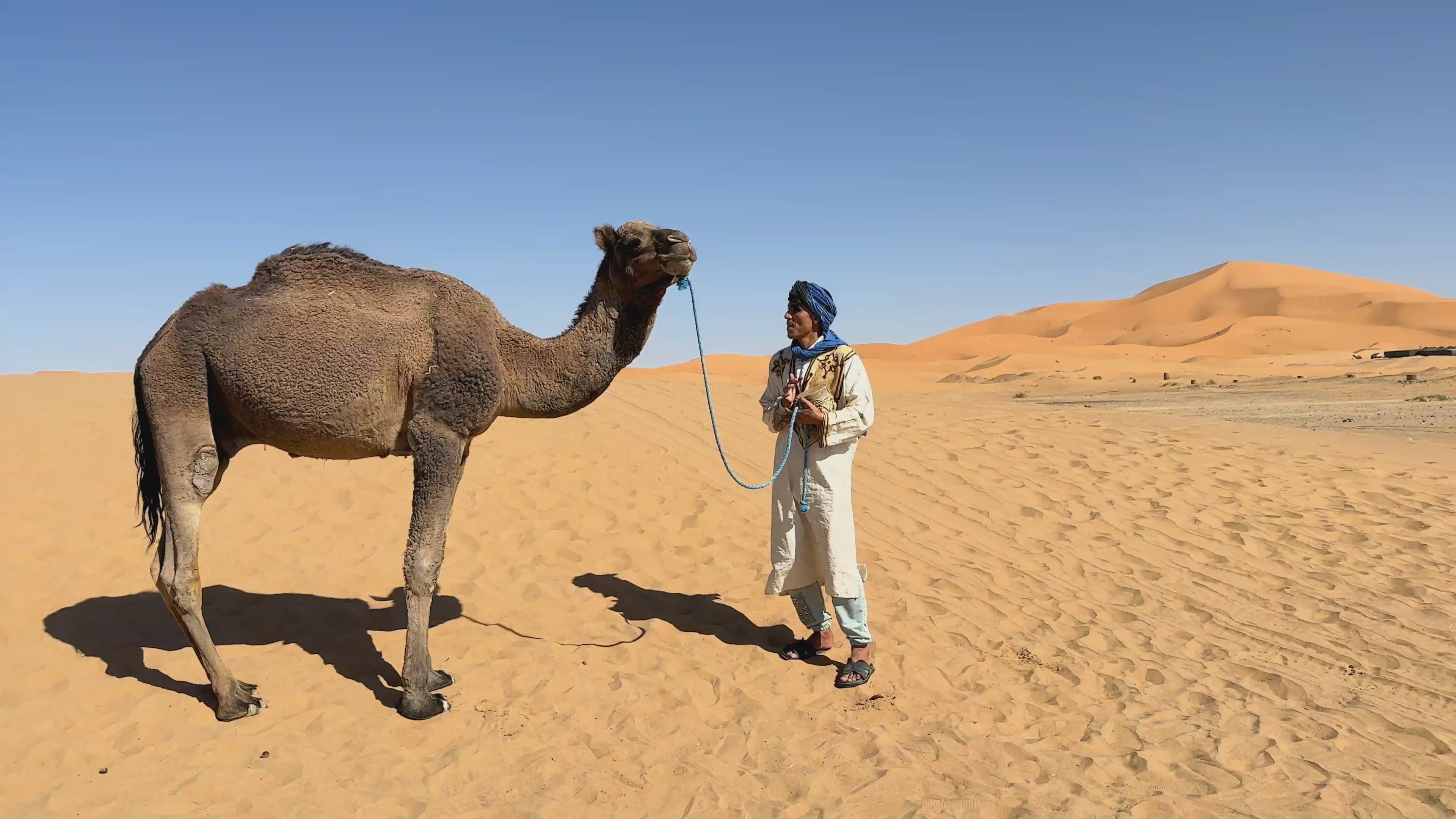 Kerstvideo met kameel (als fysiek pakket geleverd)